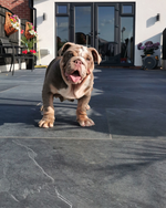 Picture of Mimica Slate Nero Porcelain Paving Slabs